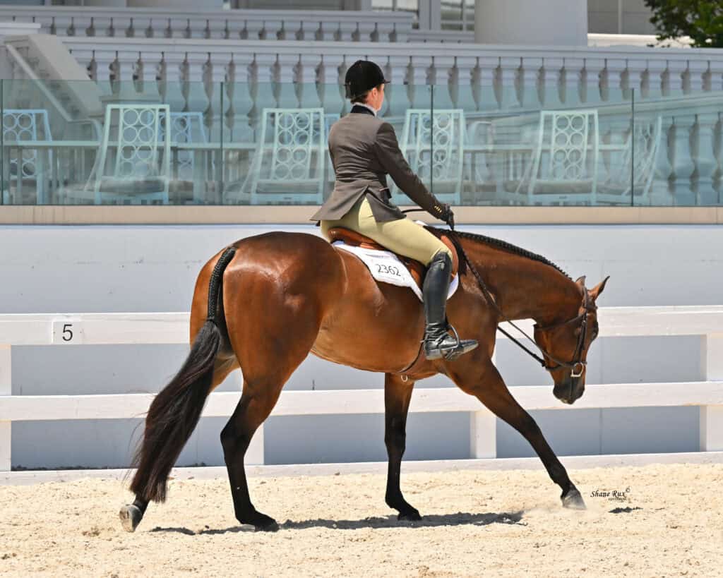 A rider in formal attire guides a bay horse at a walk in an outdoor equestrian arena with white fencing and empty seating in the background.