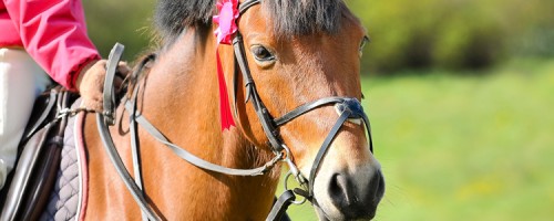 WEC Sponsored US Pony Finals Concludes