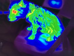 thermography dog