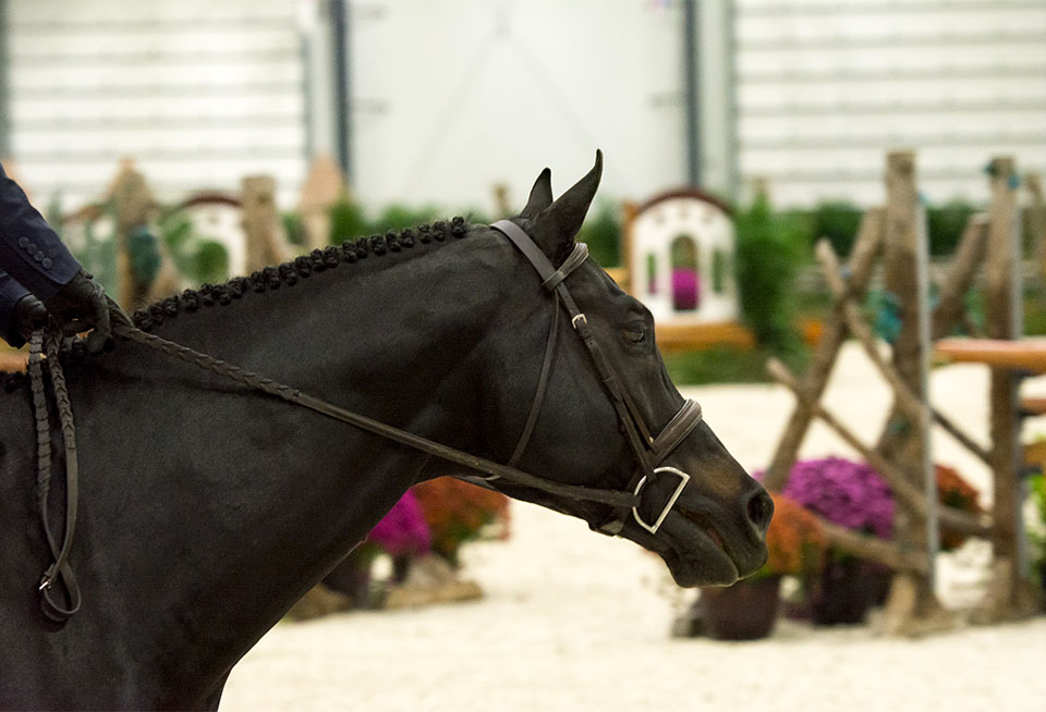 World Equestrian Center Wilmington Equestrian Center WEC