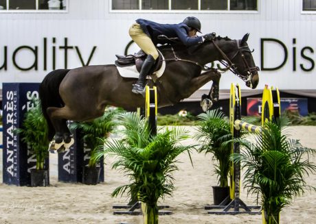 black horse clears horse show fence