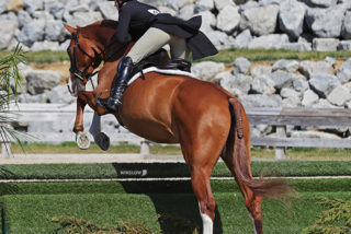 Sunday Spotlight: Derby Day at World Equestri...
