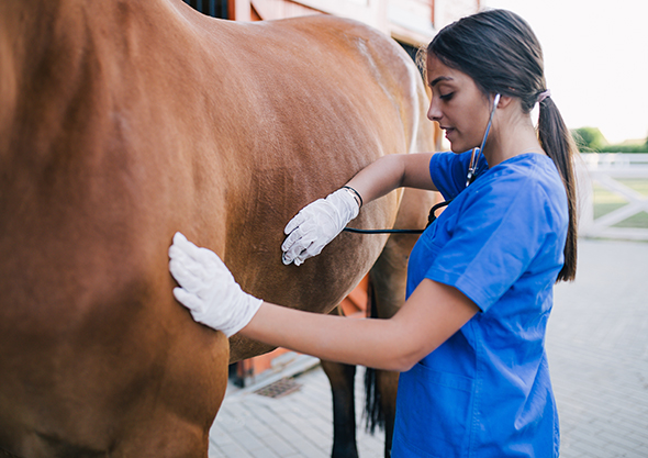 Equestrian veterinarian hot sale near me