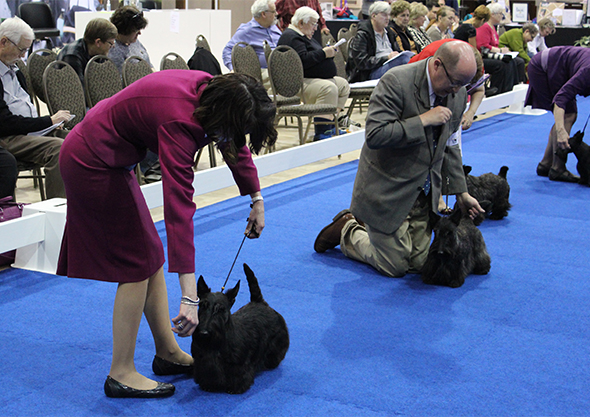 Ocala Canine Shows