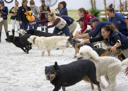 And they're off - dog race