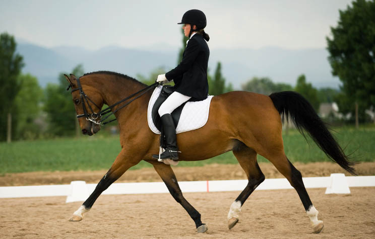 Congratulations US Dressage Finals Champions!