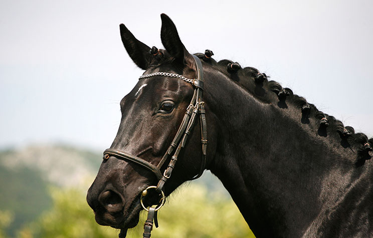 How to Properly Fit a Saddle And Bridle to a Horse