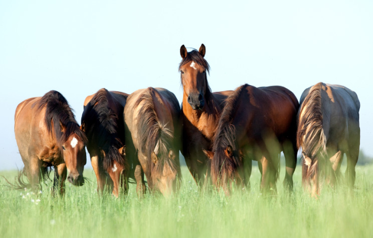 Read About the History and Some Amazing Facts about Horses?