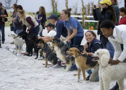 Line up dog races
