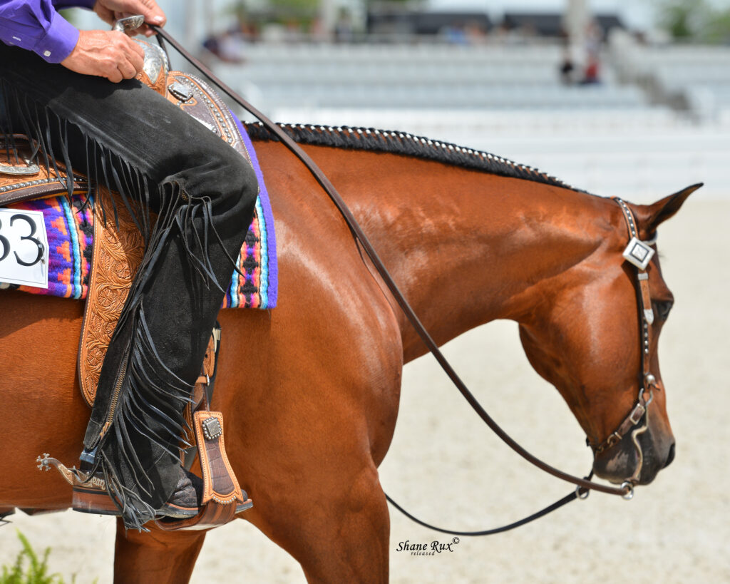 Ocala - World Equestrian Center