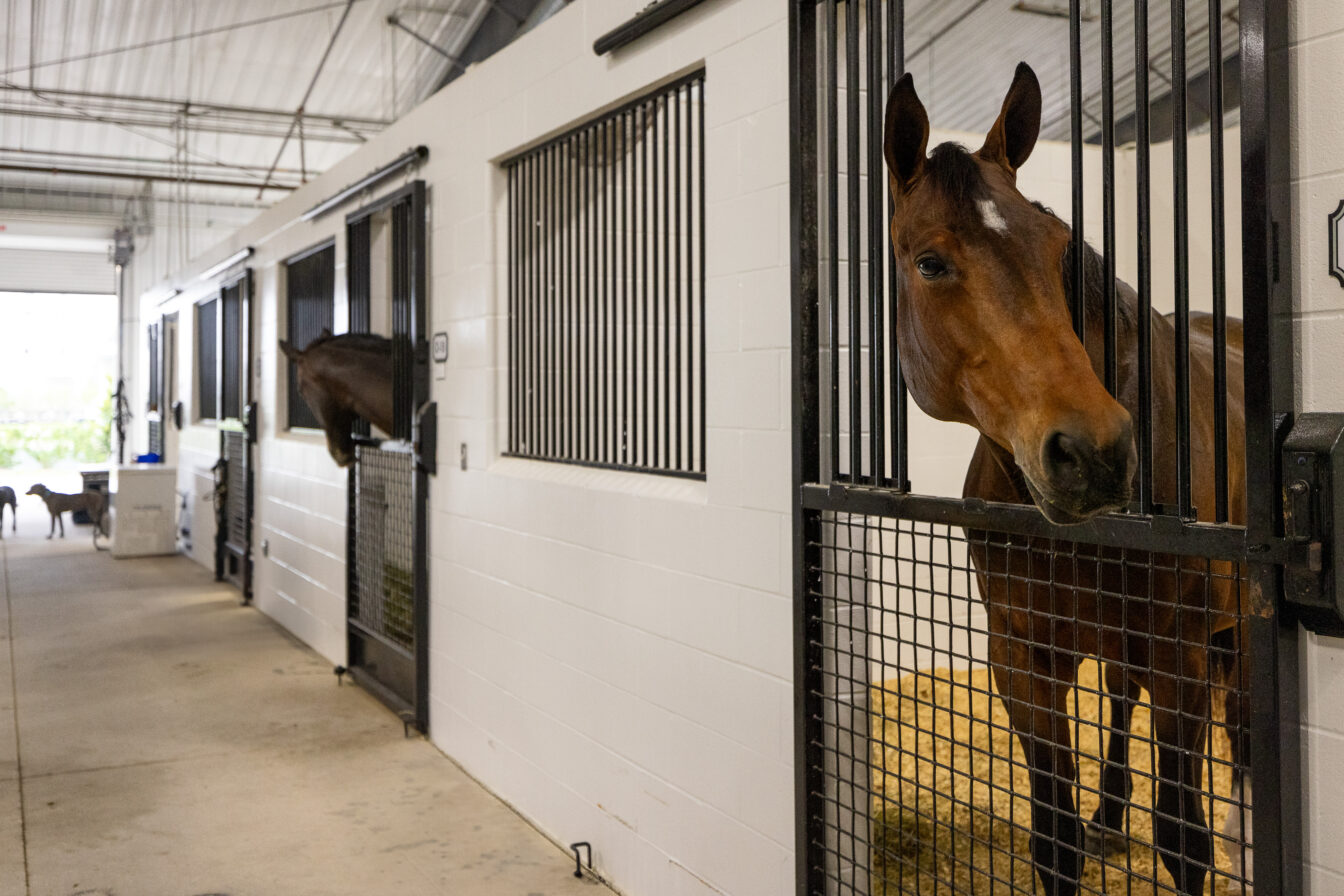 A horse peaking over a barn stall.