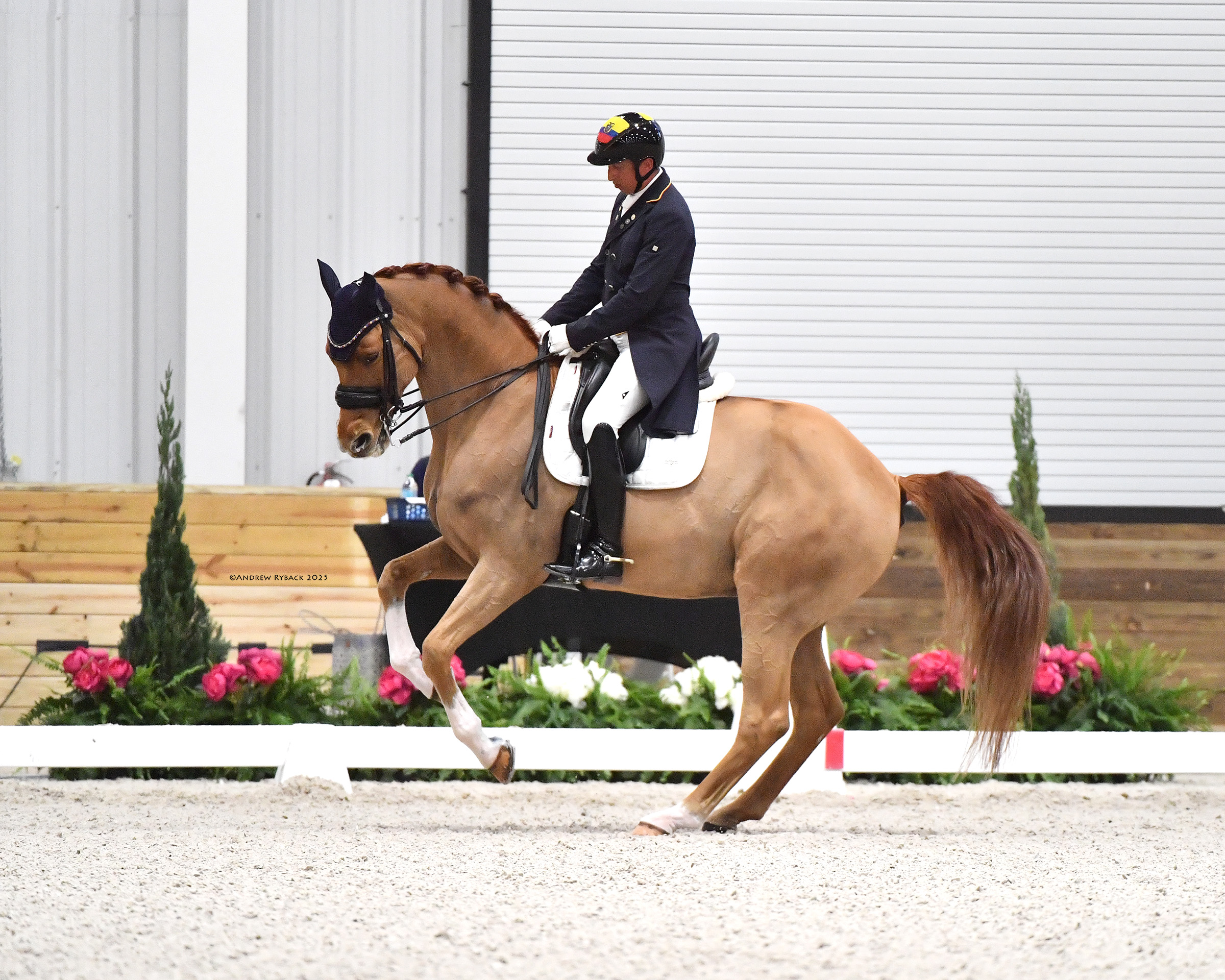 Julio Mendoza Loor and Jewel's Goldstrike Step Up to Freestyle