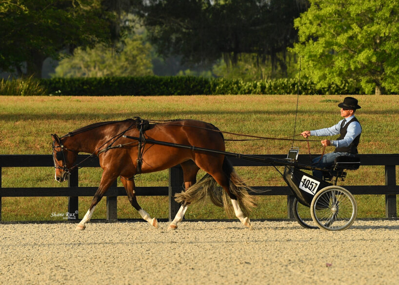 Professional Equestrian harness racing in an outdoor arena.