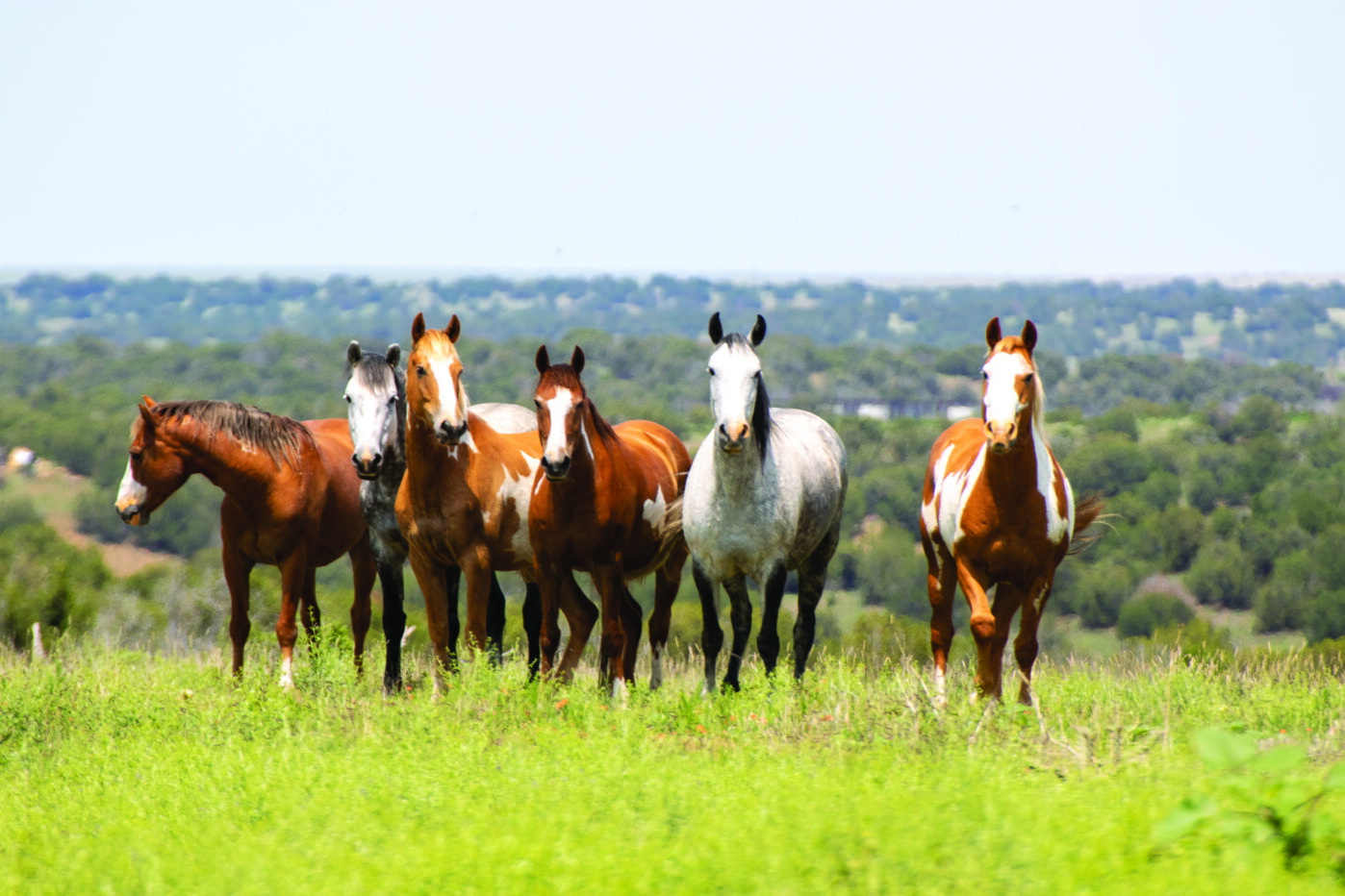 The Wild Horse Refuge
