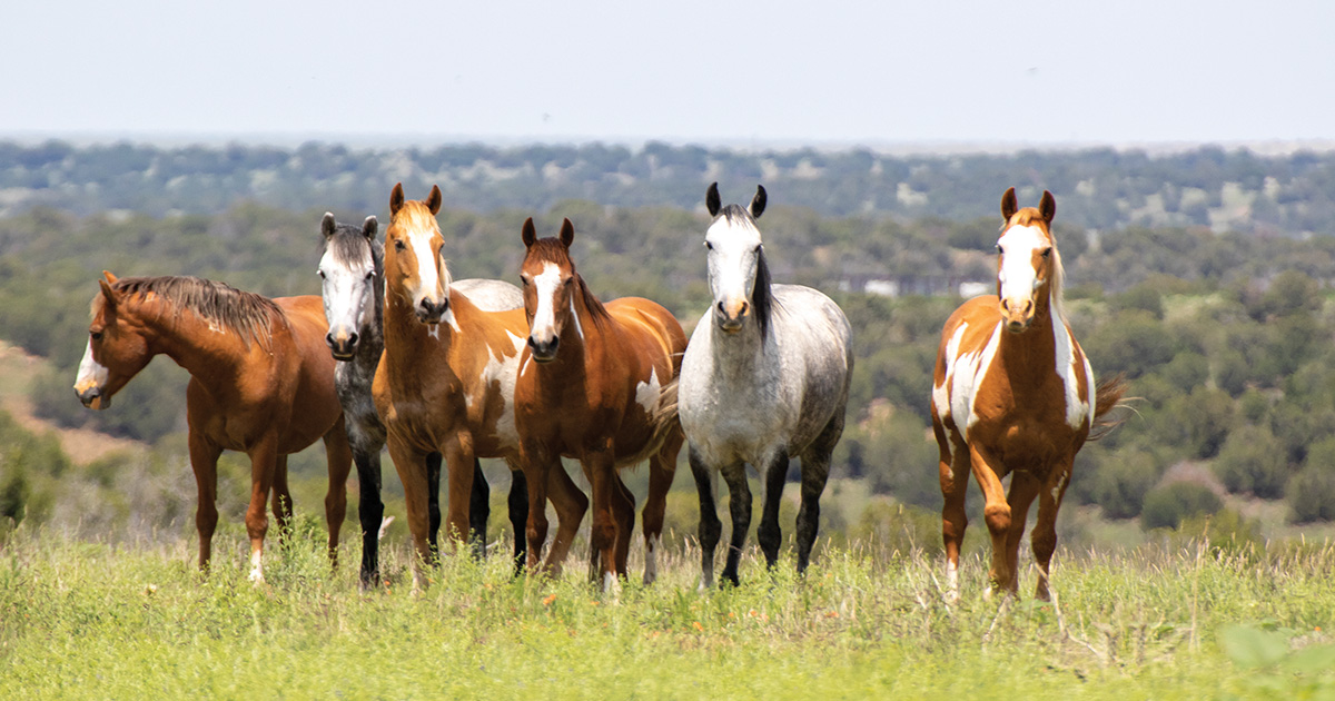 WEC – Ocala Partners with The Wild Horse Refuge to Support Wild