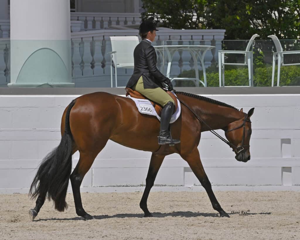 A rider in formal equestrian attire guides a bay horse with a braided mane in an outdoor arena.