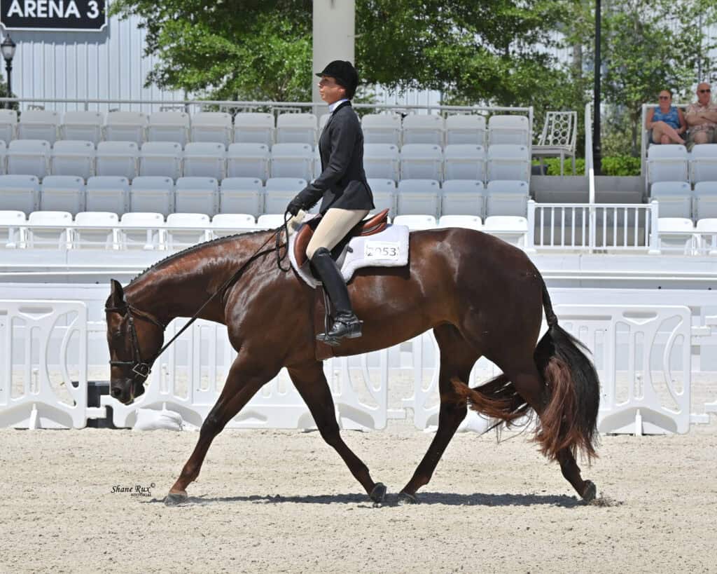 A rider in formal attire guides a bay horse at a walk in an outdoor arena with empty white bleachers and a few spectators in the background.