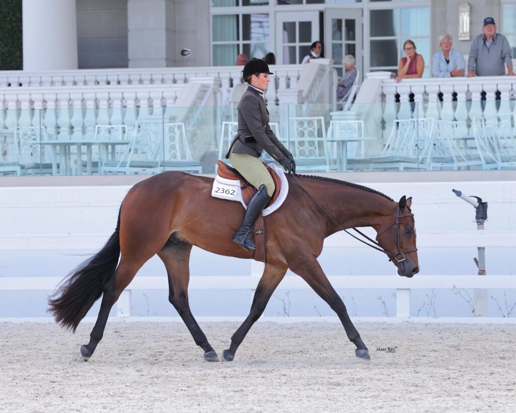 A rider in show attire leads a bay horse at a walk in an outdoor arena with white railings and seating in the background.