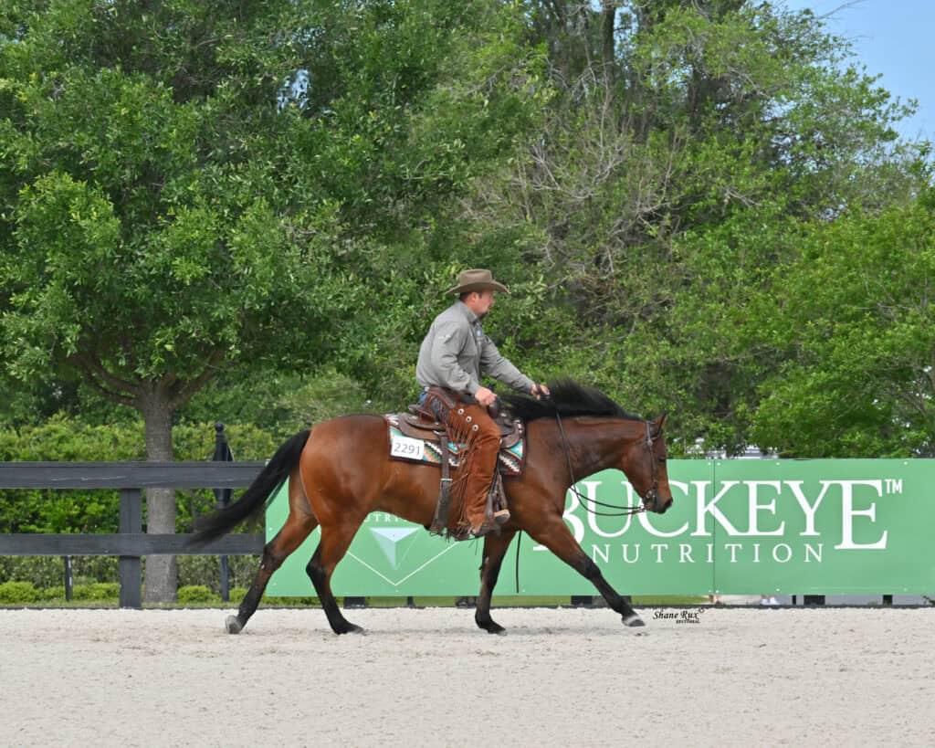 A rider in a hat and western attire guides a bay horse at a trot in an outdoor arena, passing a green "Buckeye Nutrition" sign.
