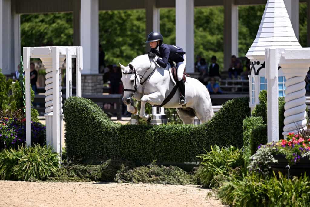 Equestrian rider in competition attire jumps a white horse over a green hedge obstacle in an outdoor arena.