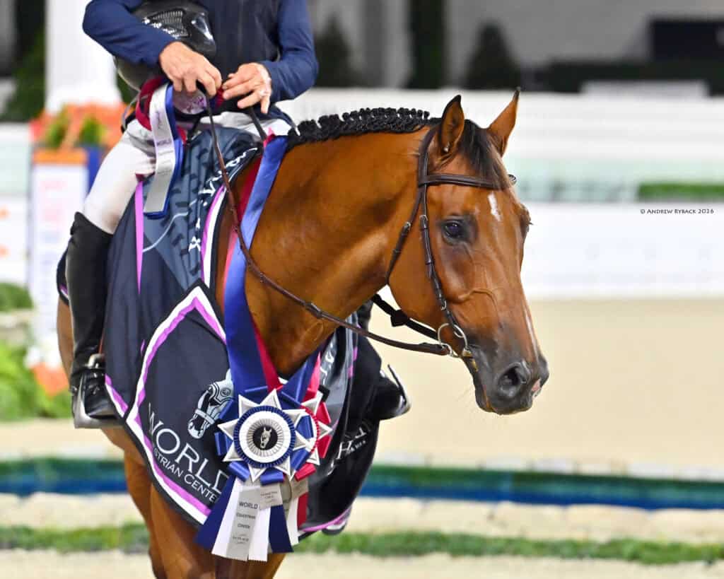 A rider sits on a brown horse wearing a braided mane, a black blanket, and a large rosette ribbon, indicating a competition achievement.