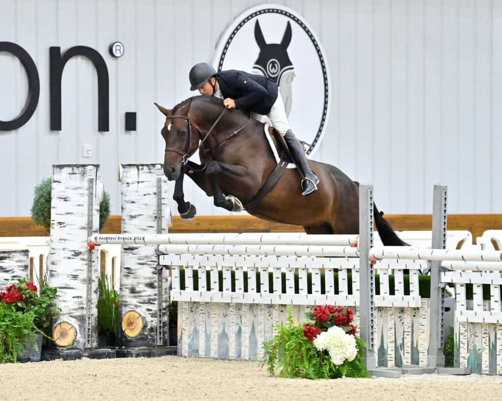 A rider in a black helmet and jacket jumps a dark brown horse over a white and birch-patterned obstacle in an indoor arena.