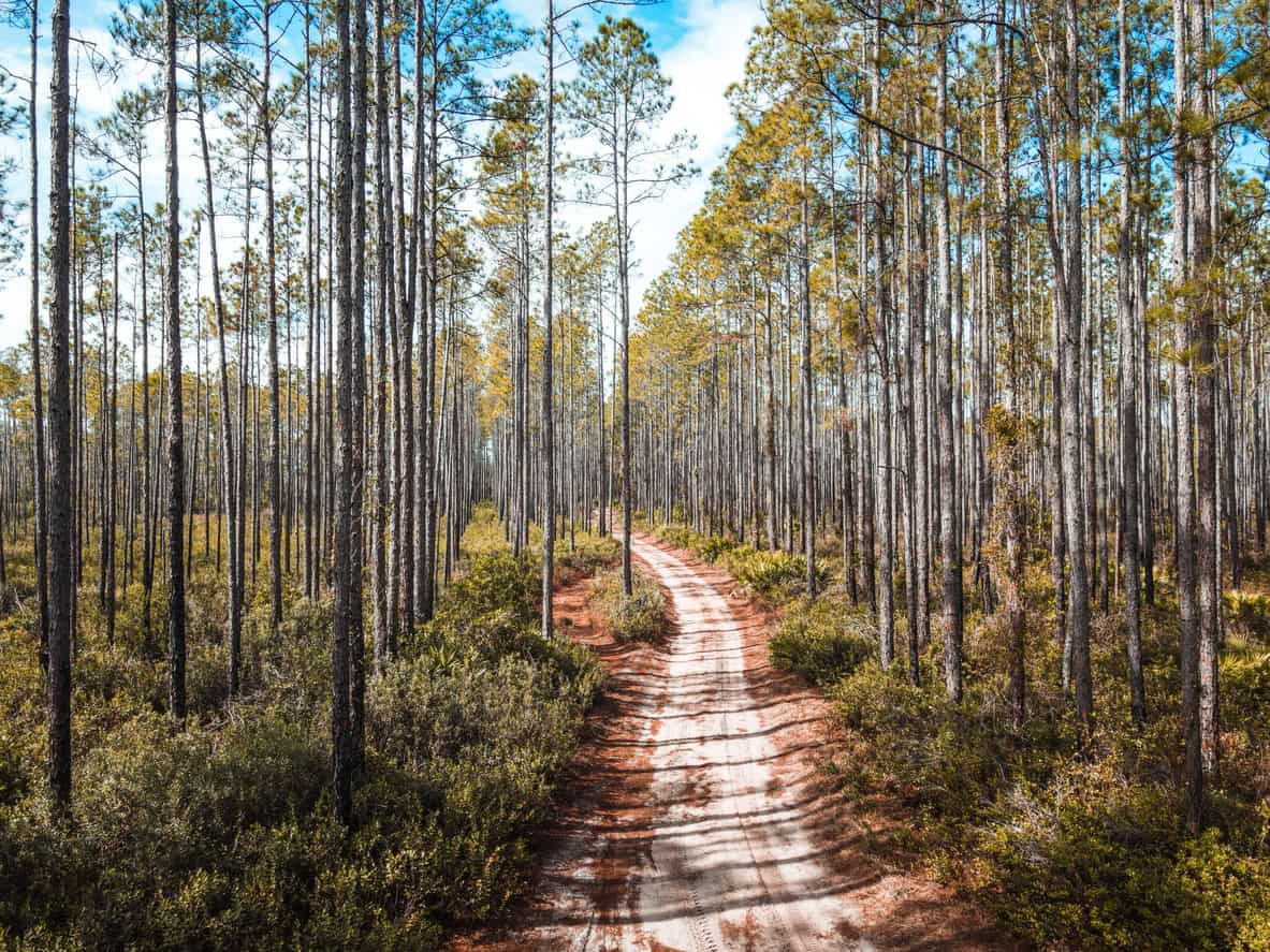 A dirt path winds through a pine forest under a partly cloudy sky, with tall trees and green undergrowth on both sides of the path.