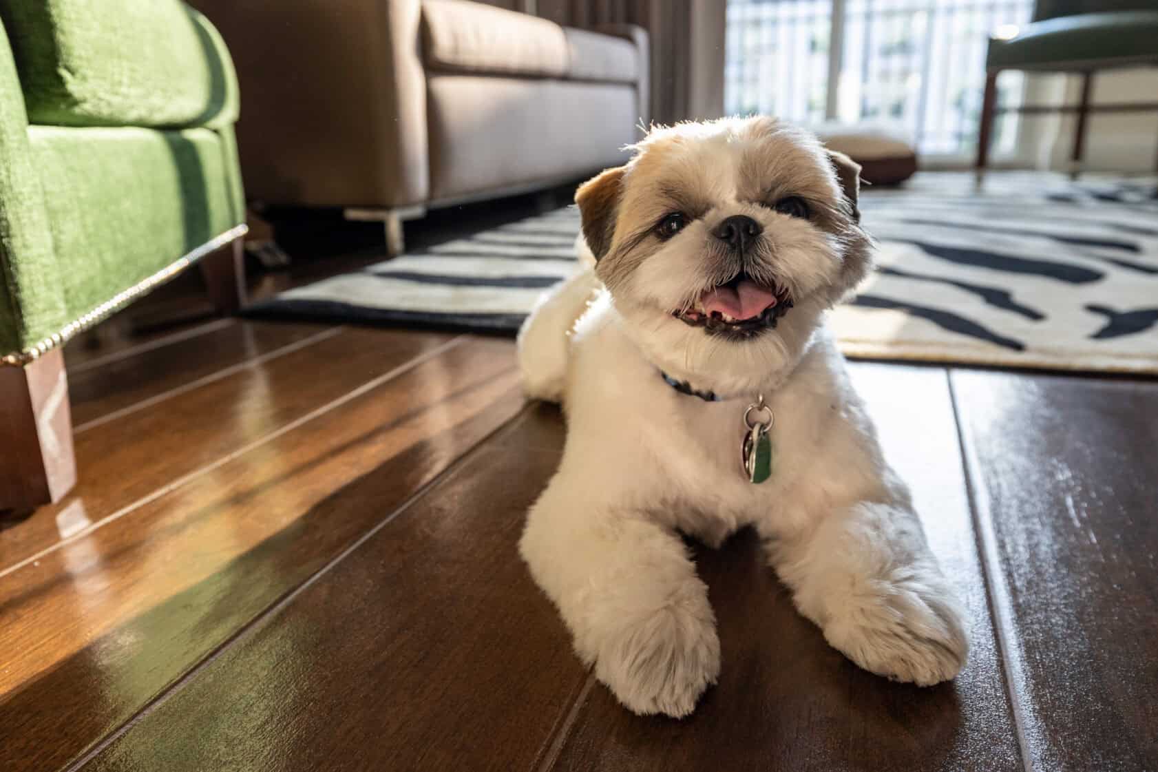 Small white and brown dog lying on a wooden floor in a sunlit living room, looking up with its mouth open and tongue slightly out.
