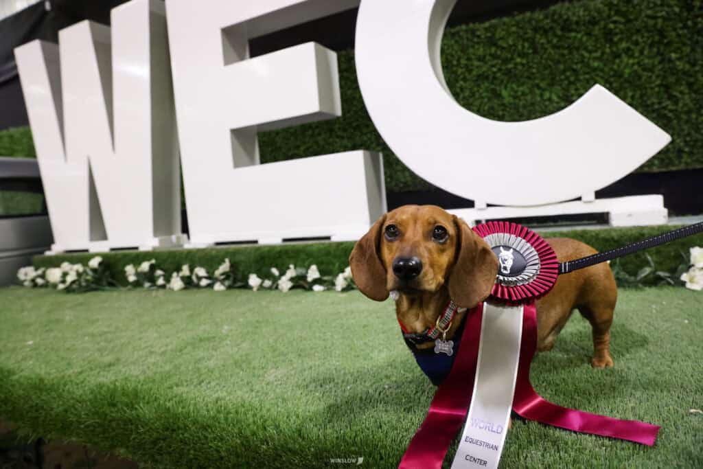 Brown dachshund wearing a red and white award ribbon on a leash, standing on artificial grass in front of large white “WEC” letters.