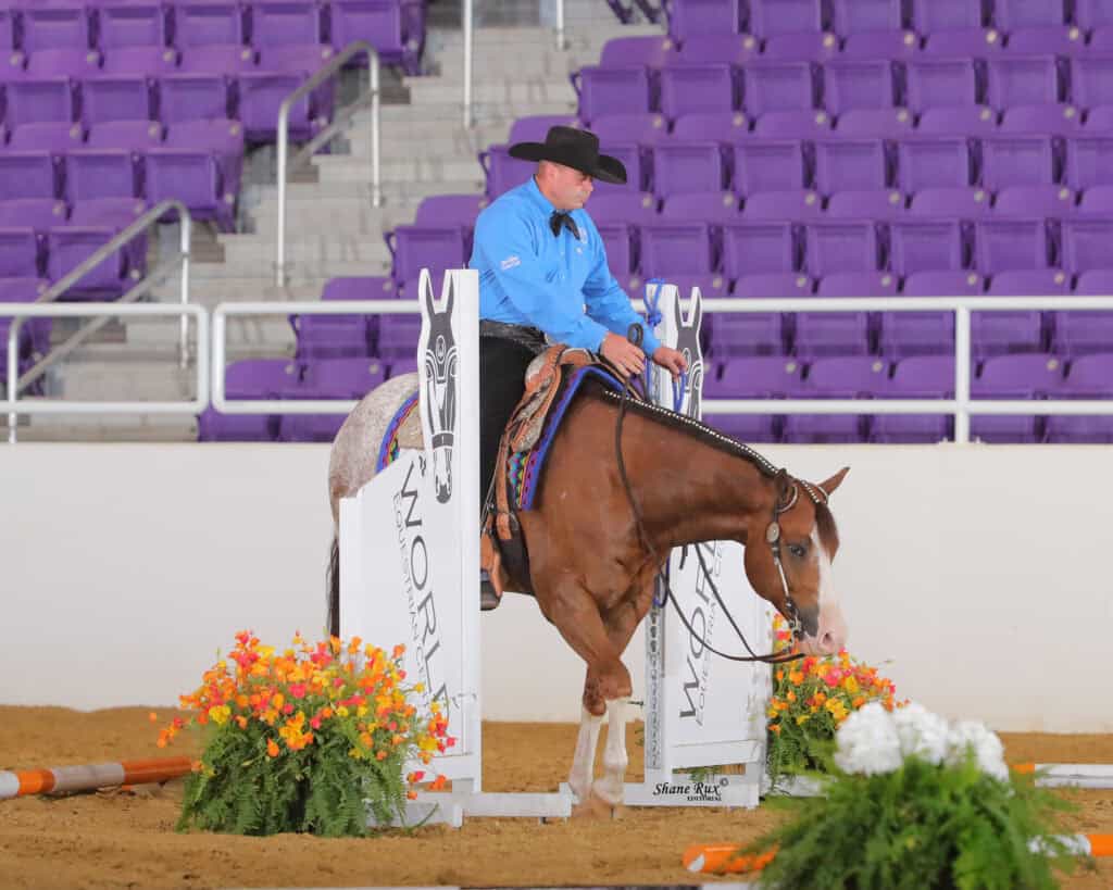 A rider in a blue shirt and black hat guides a brown and white horse through a show arena with purple seats and flower arrangements.