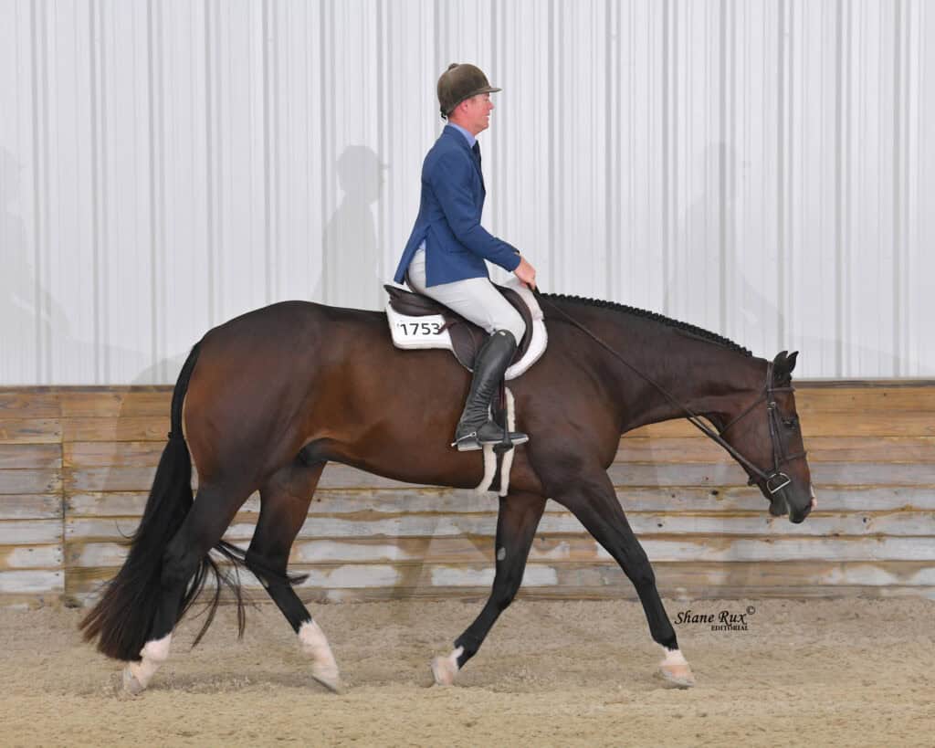 A rider in a blue coat and helmet guides a bay horse with a braided mane at a walk in an indoor arena.