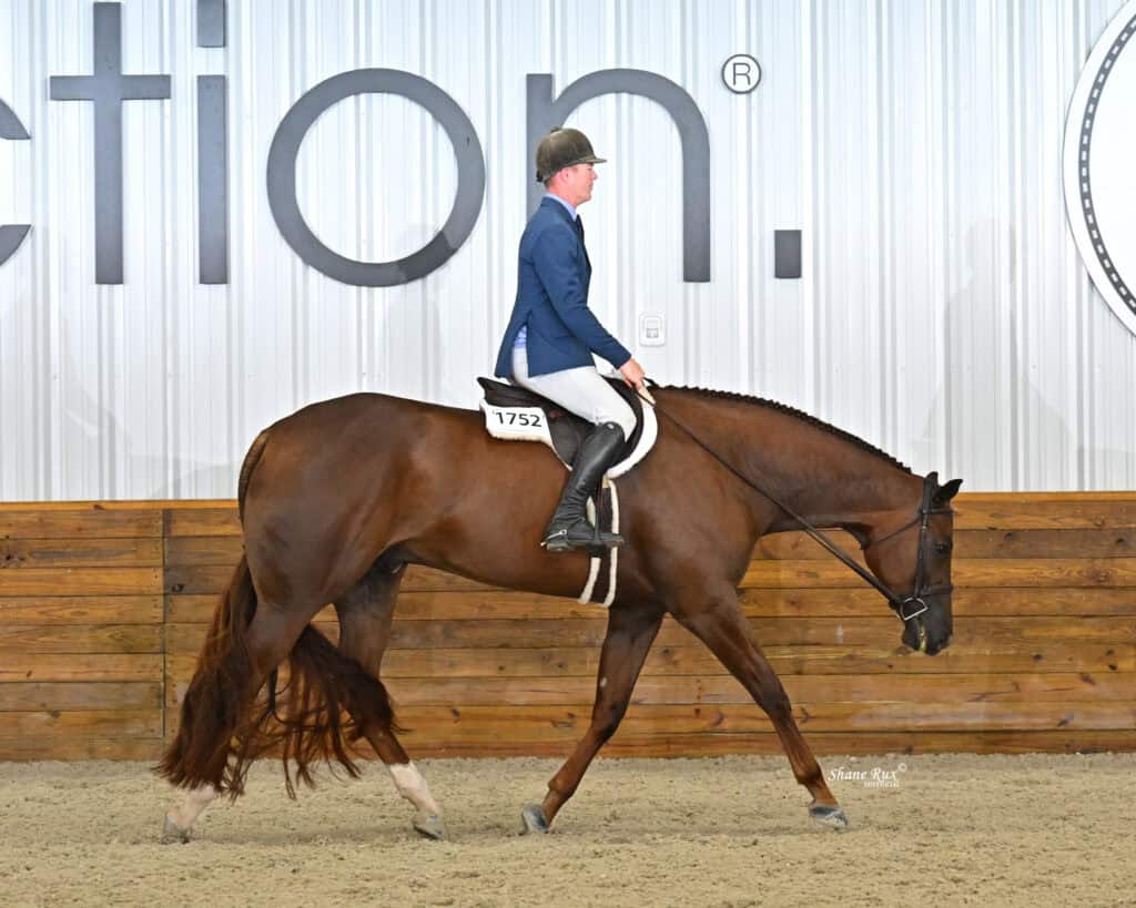 A rider in a blue jacket and helmet rides a bay horse with a white bridle and saddle pad in an indoor arena with wood-paneled walls.