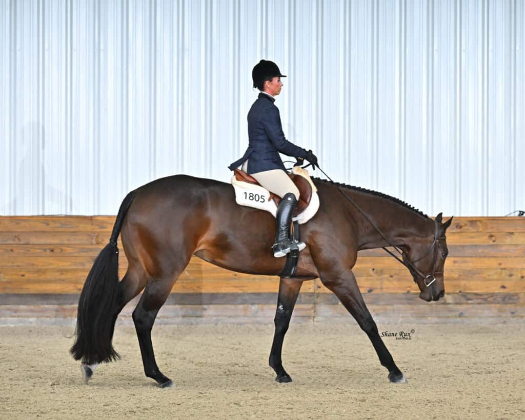 Equestrian rider wearing a helmet and show attire rides a brown horse with saddle number 1805 in an indoor arena with a wooden wall background.