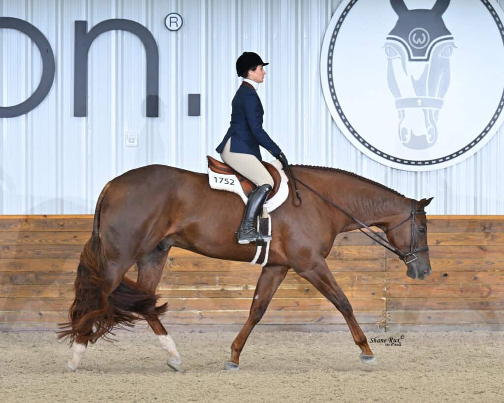 A rider in formal attire rides a chestnut horse in an indoor arena with a wooden wall and an illustrated horse head logo in the background.