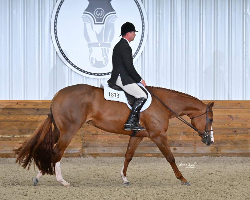 A rider in formal attire is riding a chestnut horse with a white blaze in an indoor arena, passing a horse emblem on the wall.
