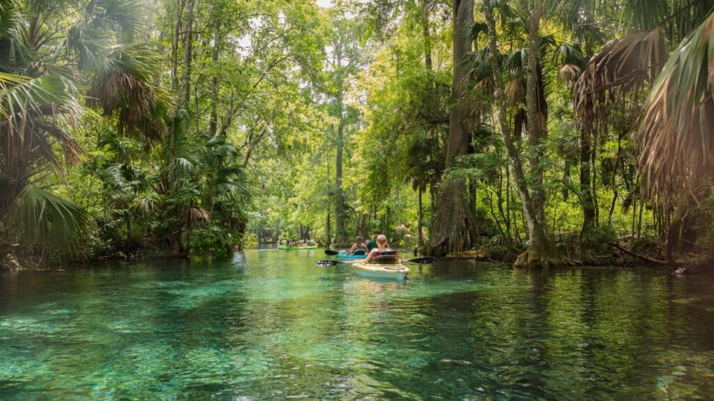People kayak on a clear, calm river surrounded by dense, green forest and tall trees under bright daylight.