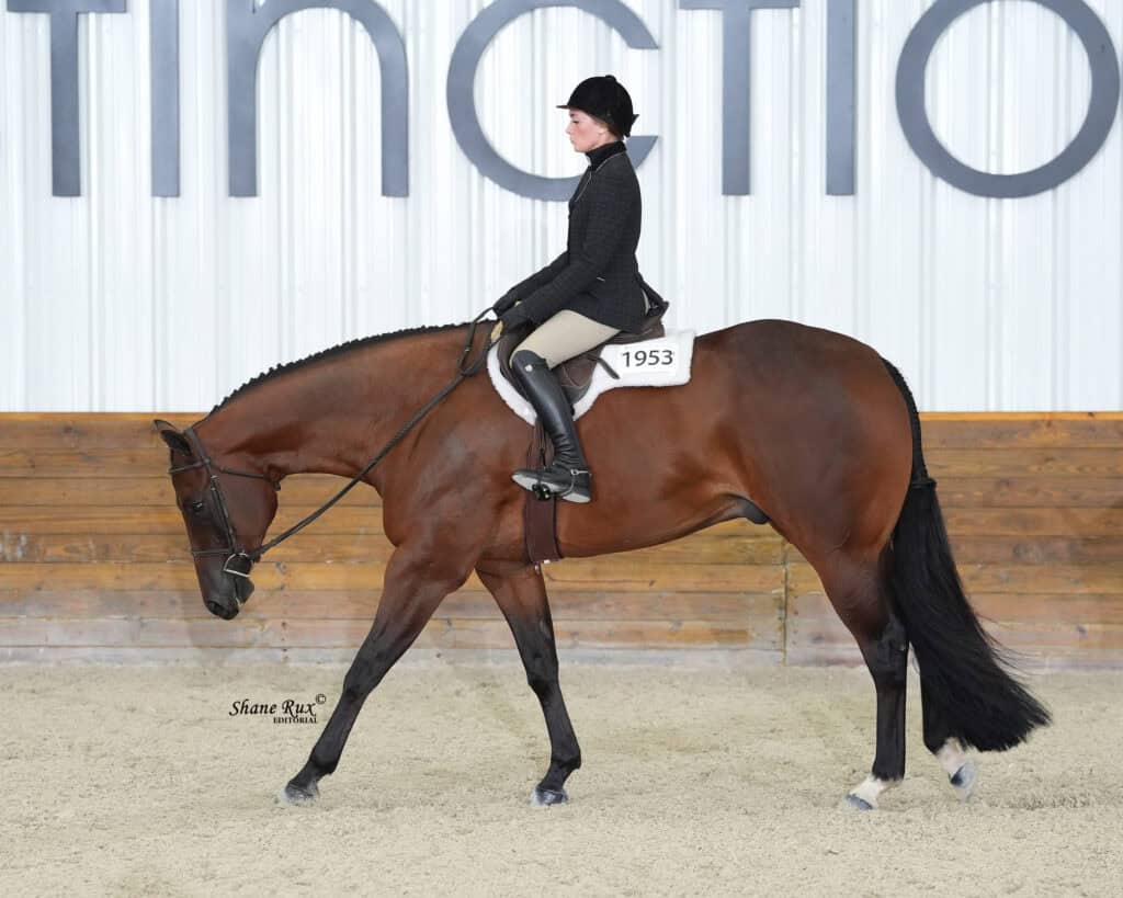 A rider in show attire guides a bay horse at a walk in an indoor arena. The horse is wearing a bridle and saddle, with the rider assigned number 1953.
