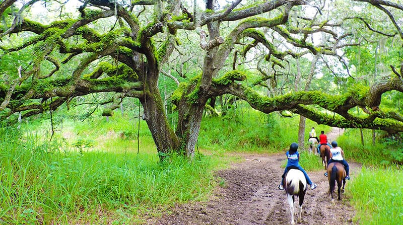 Four people ride horses on a muddy trail through a green forest, passing under a large tree with sprawling, moss-covered branches.