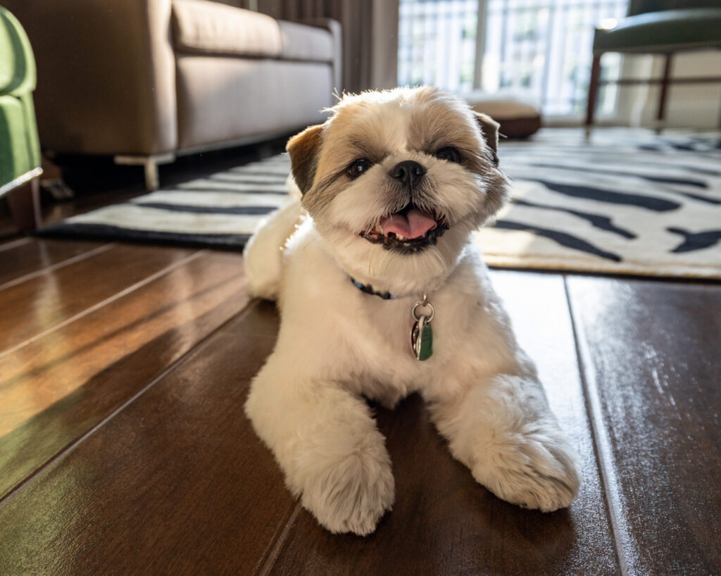 A small, white and brown Shih Tzu lying on a wooden floor with its mouth open.