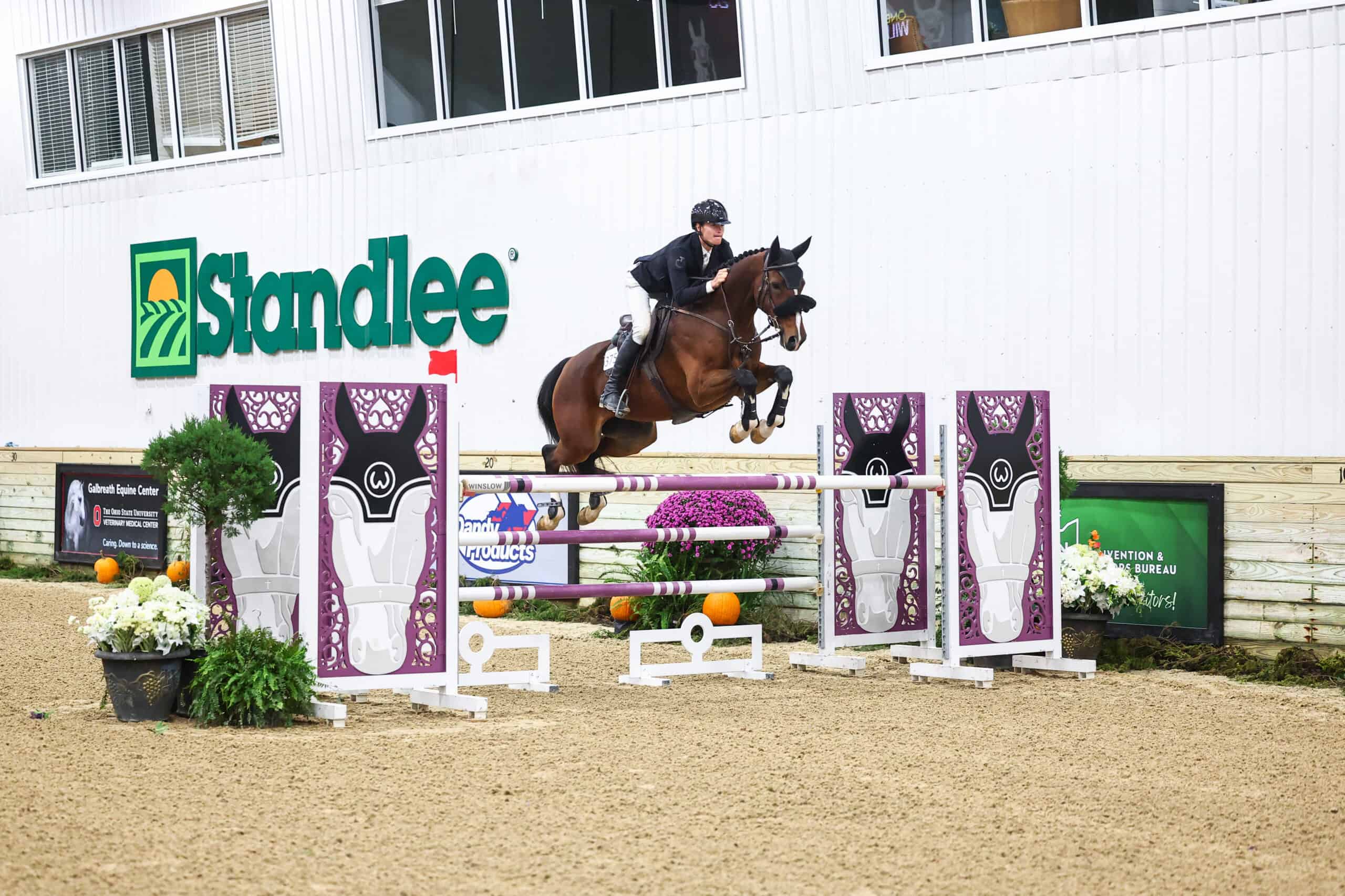 A rider on a bay horse jumping over a purple obstacle in an outdoor arena.