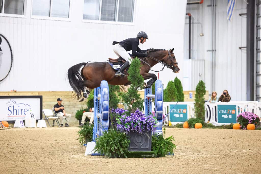 A rider on a brown horse jumps over a blue obstacle decorated with purple flowers in an indoor arena.
