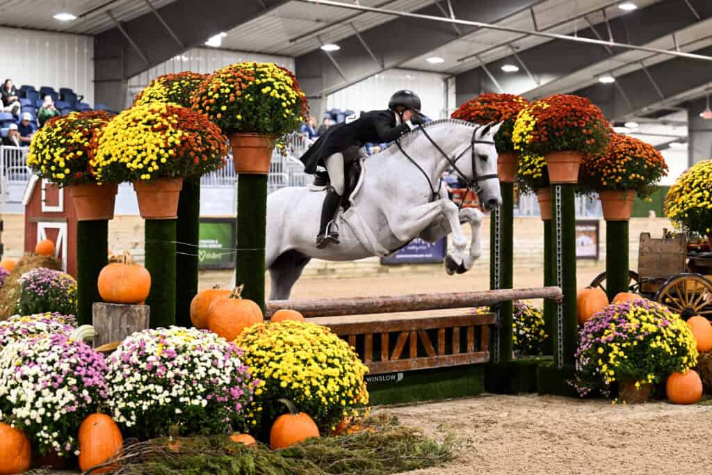 A rider on a grey horse jumps over a wooden hurdle decorated with pumpkins and potted mums in an indoor arena.